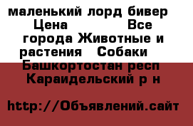 маленький лорд бивер › Цена ­ 10 000 - Все города Животные и растения » Собаки   . Башкортостан респ.,Караидельский р-н